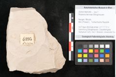 Foto (Objekt + Etikett) von Rhytisma feroniae Ettingshausen (NHMW-GEO-2024-0188-6395)